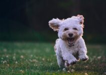 Dog Apps To Help You Track Your Dog’s Health And Wellbeing – 2024 Review