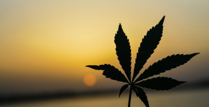 How E-Commerce Technology Is Helping the Marijuana Industry in 2024