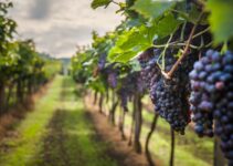 Why Oregon is the Perfect Destination for Wine & History Lovers?