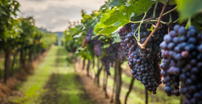 Why Oregon is the Perfect Destination for Wine & History Lovers?