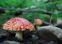 The Impact of Technology on Amanita Muscaria Farming and the Fungal Industry
