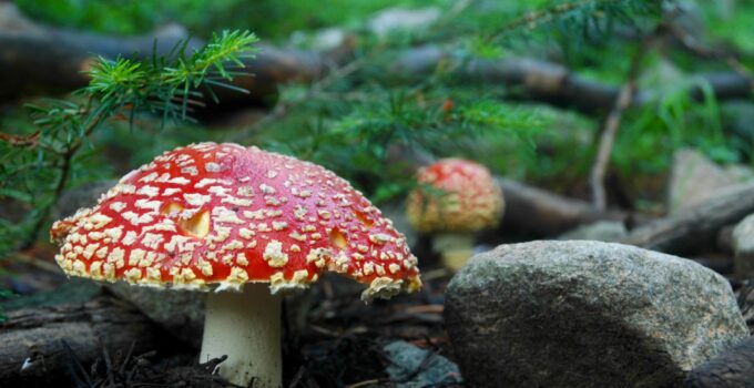 The Impact of Technology on Amanita Muscaria Farming and the Fungal Industry