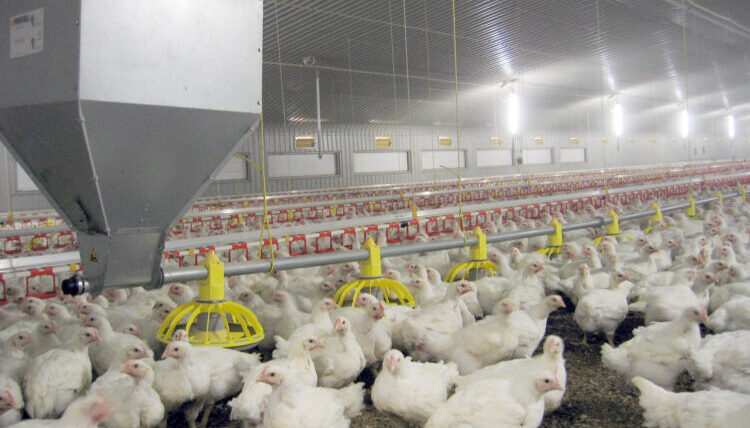Automated Feeding Systems