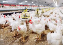 Maximizing Profitability – Innovative Techniques in Modern Poultry Farming