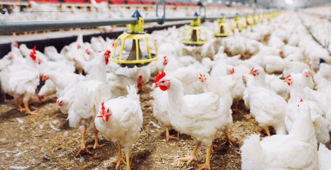 Maximizing Profitability – Innovative Techniques in Modern Poultry Farming