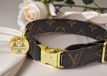 Best Luxury Collars for Small and Large Dogs 2024: Tips for Elegant Canine Style
