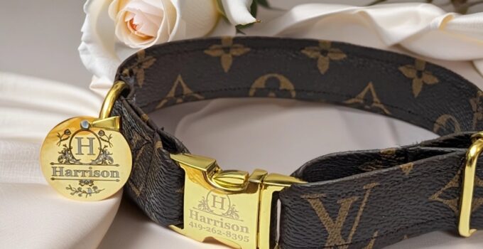 Best Luxury Collars for Small and Large Dogs 2024: Tips for Elegant Canine Style