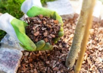 Guide to Mulching: Everything You Need to Know