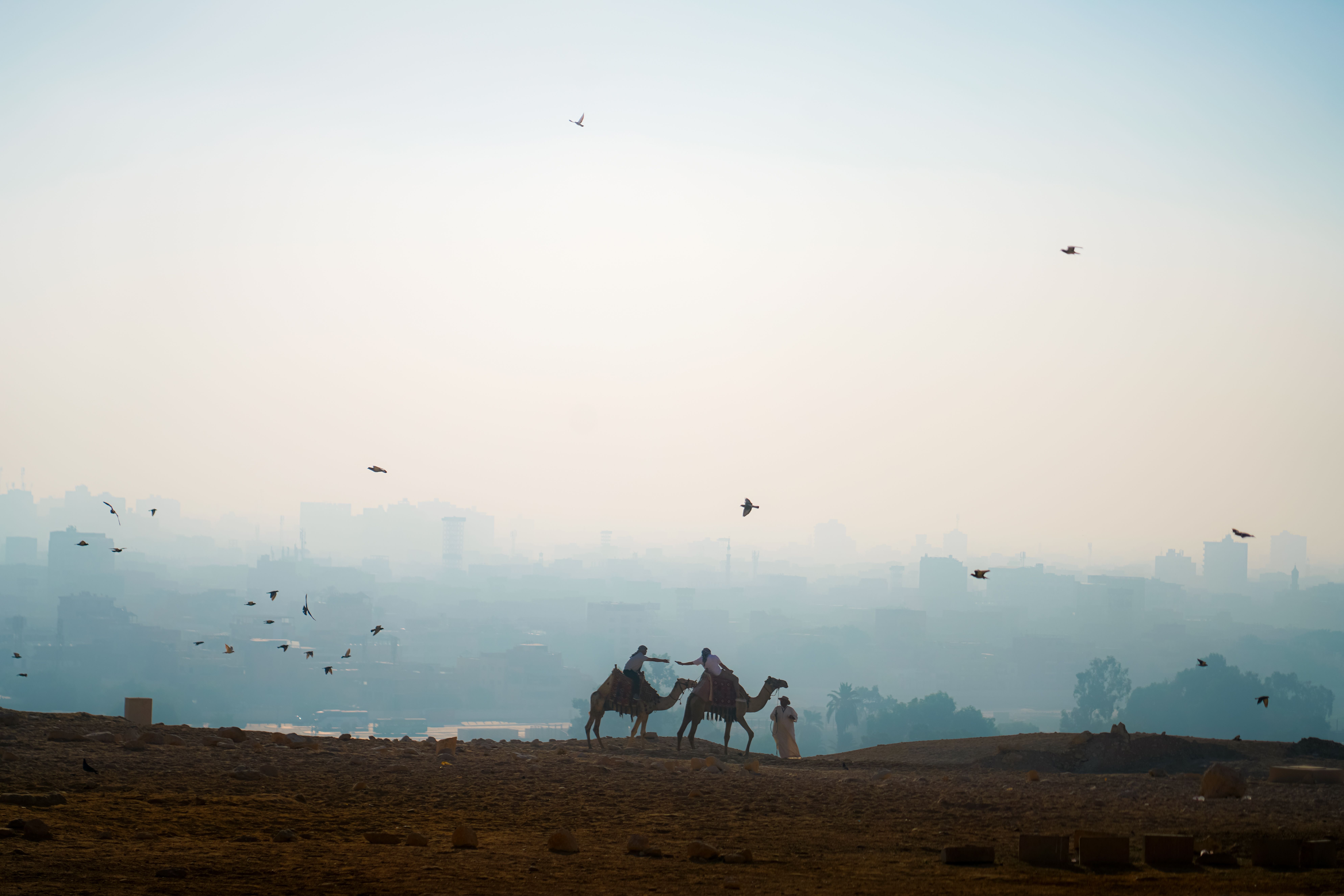 Silhouetted camel riders with the Cairo, Egypt cityscape in the background at evening